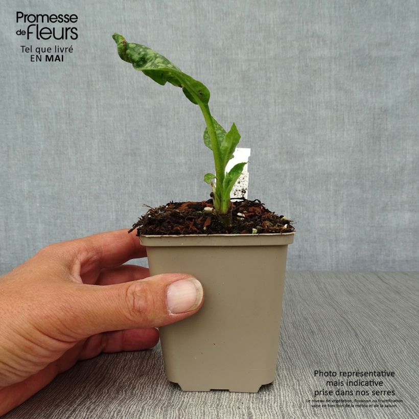 Pulmonaria officinalis Maceta de 8/9 cm Ejemplar entregado en la primavera