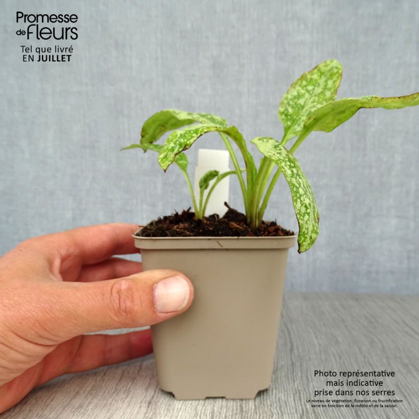 Ejemplar de Pulmonaria saccharata Mrs Moon Maceta de 8/9 cm entregado en verano