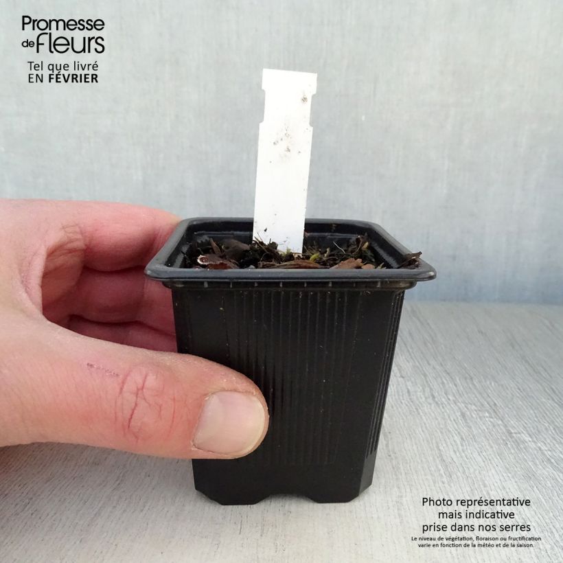 Pulmonaria saccharata Mrs Moon Maceta de 8/9 cm Ejemplar entregado en invierno