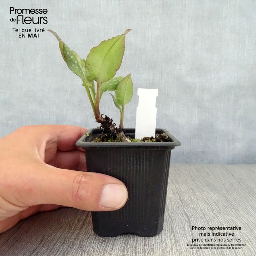 Pulmonaria saccharata Mrs Moon Maceta de 8/9 cm Ejemplar entregado en la primavera