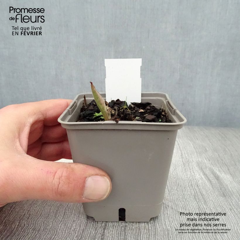 Pulmonaria saccharata Silverado Maceta de 8/9 cm Ejemplar entregado en invierno