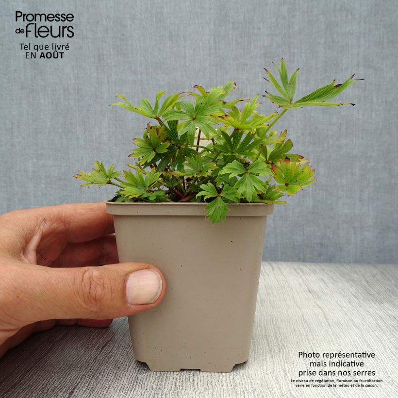 Ejemplar de Pulsatilla patens Maceta de 8/9 cm entregado en verano
