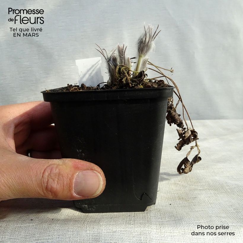 Pulsatilla patens Maceta de 8/9 cm Ejemplar entregado en invierno