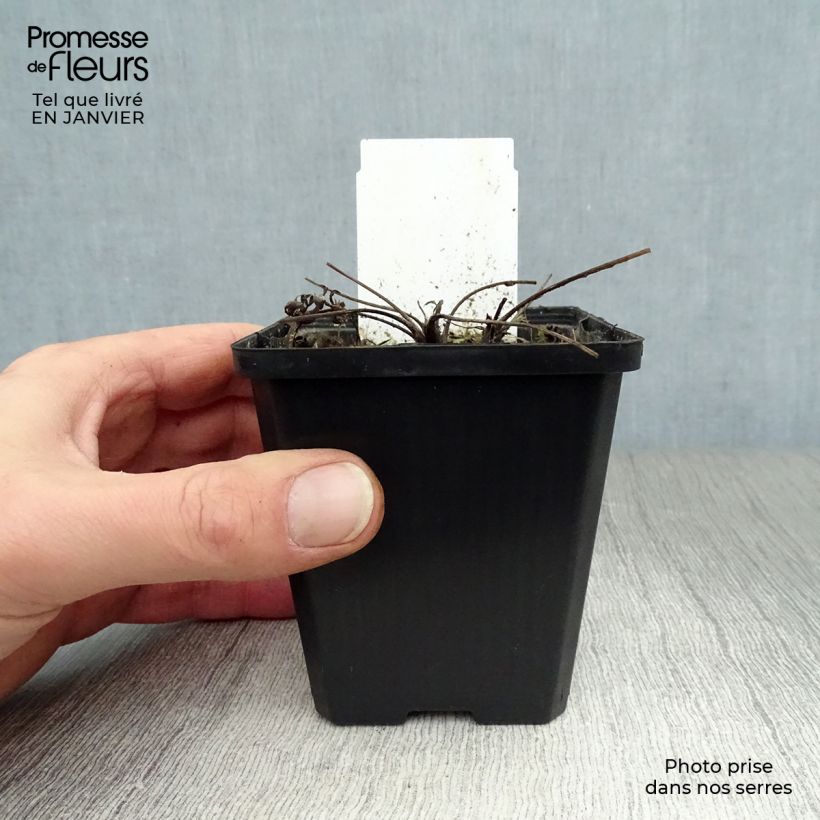 Pulsatilla vulgaris Alba - Pulsatilla común Maceta de 7/8 cm Ejemplar entregado en invierno