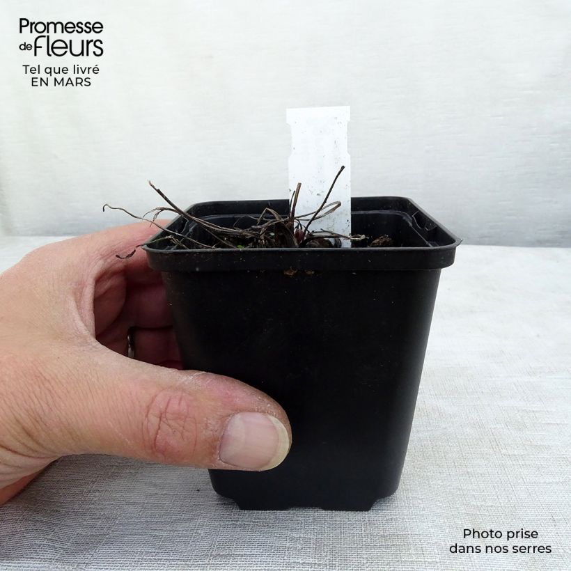 Pulsatilla vulgaris Papageno - Pulsatilla común Maceta de 8/9 cm Ejemplar entregado en invierno