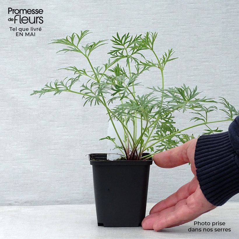 Pulsatilla vulgaris Röde Klokke - Pulsatilla común Maceta de 7/8 cm Ejemplar entregado en la primavera