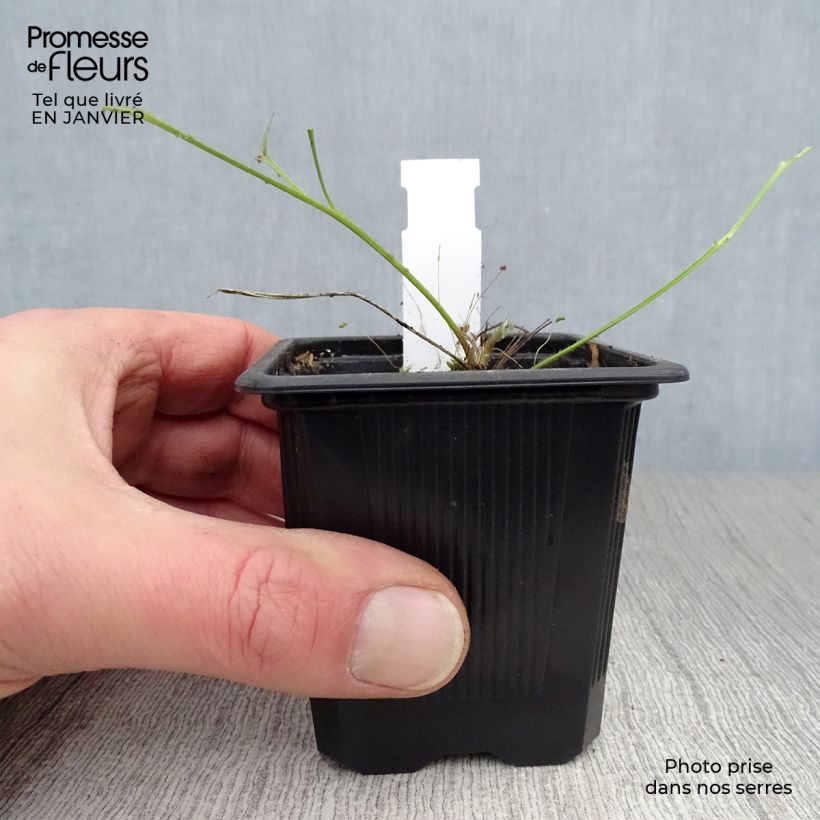 Pulsatilla vulgaris Röde Klokke - Pulsatilla común Maceta de 7/8 cm Ejemplar entregado en invierno