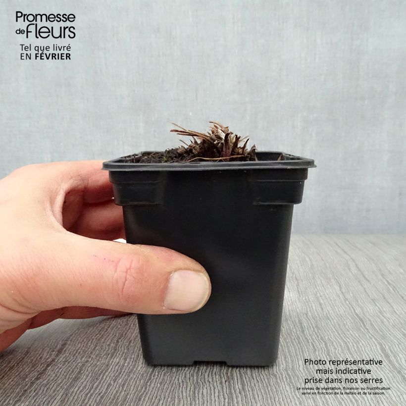 Pulsatilla vulgaris Violet - Pulsatilla común Maceta de 7/8 cm Ejemplar entregado en invierno