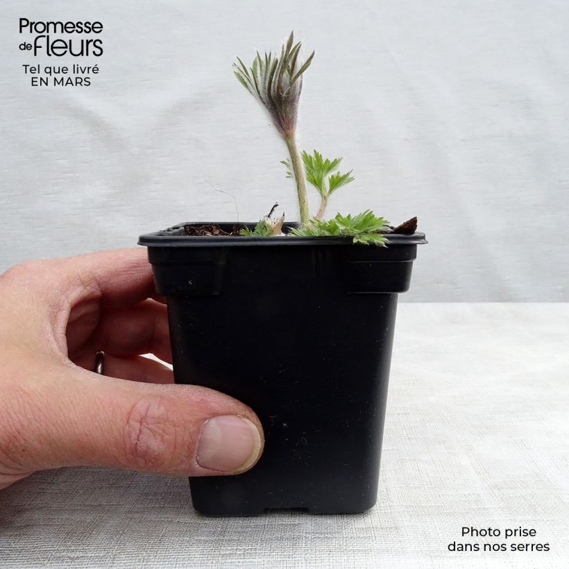 Pulsatilla vulgaris Violet - Pulsatilla común Maceta de 7/8 cm Ejemplar entregado en la primavera