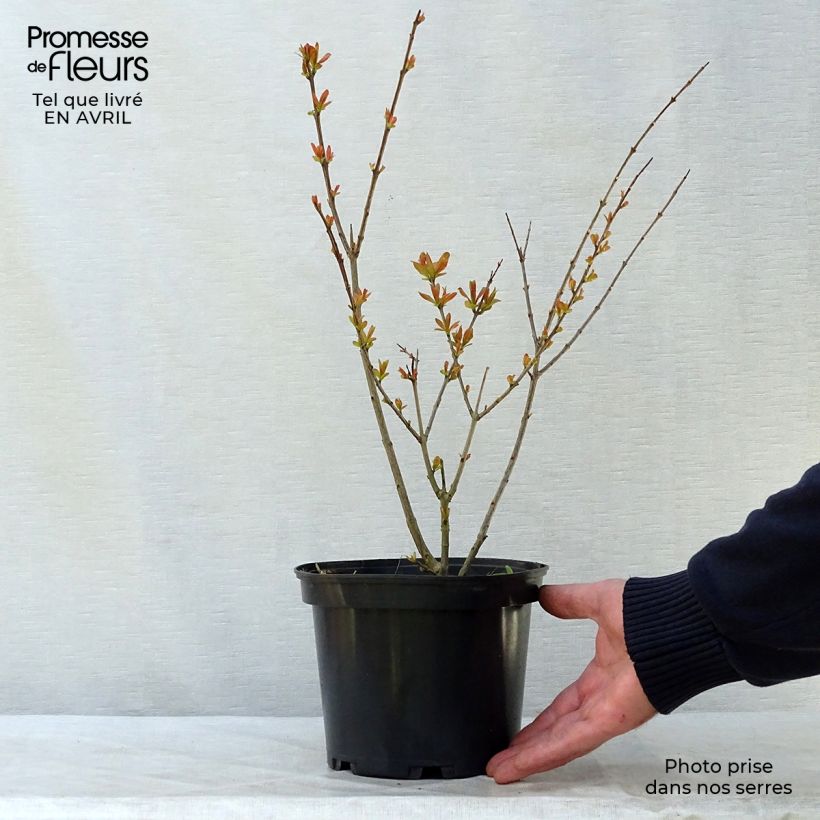 Granada Nana Maceta 2L/3L Ejemplar entregado en la primavera