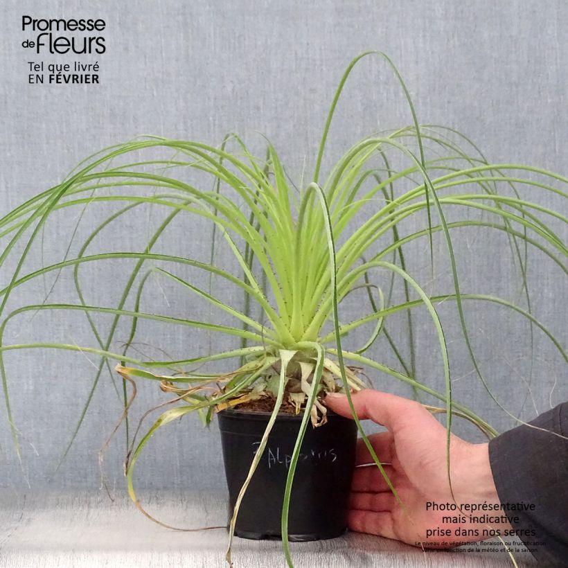 Puya alpestris Maceta 2L/3L Ejemplar entregado en invierno