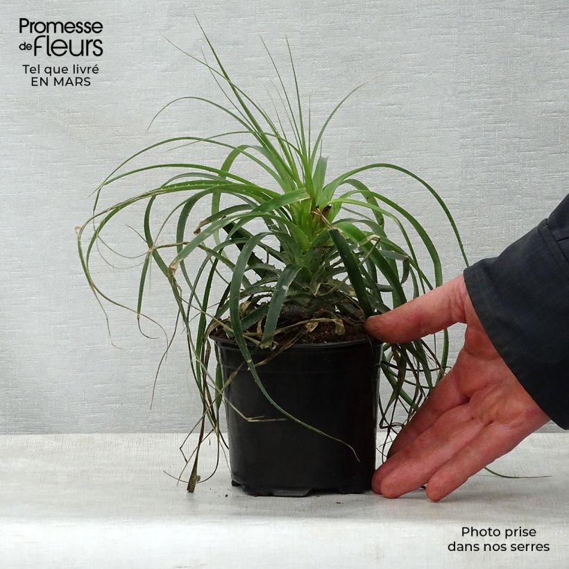 Puya alpestris Maceta 2L/3L Ejemplar entregado en la primavera