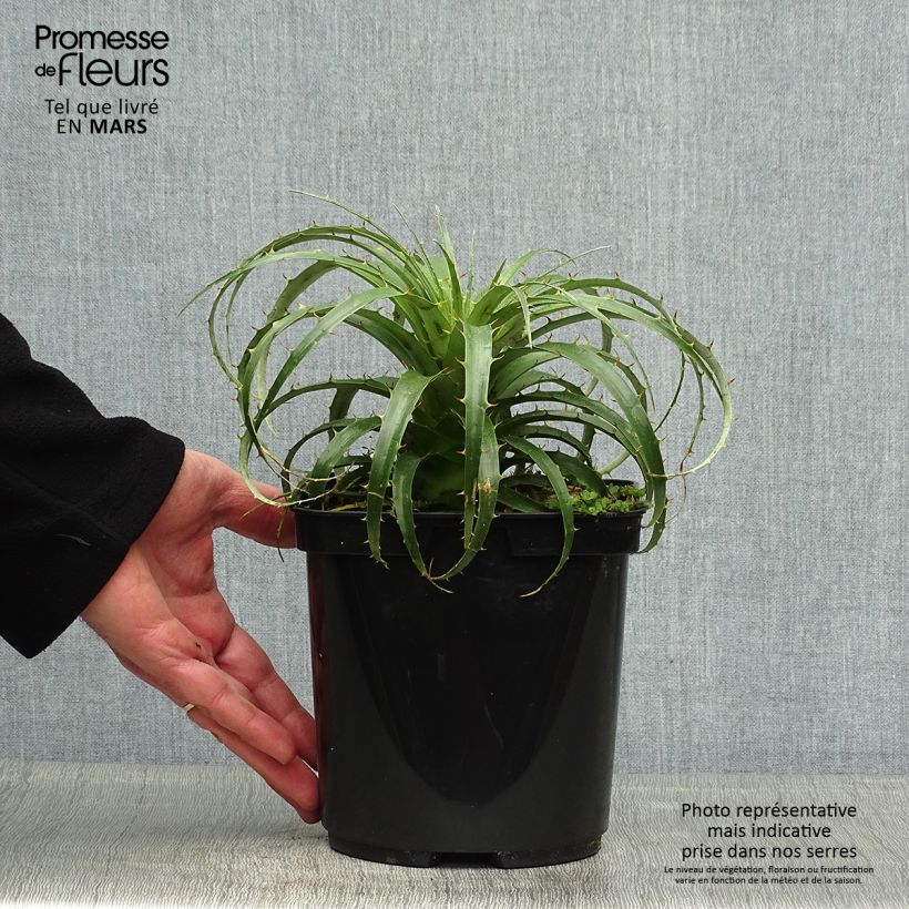 Puya berteroniana - Chagual Maceta 2L/3L Ejemplar entregado en la primavera