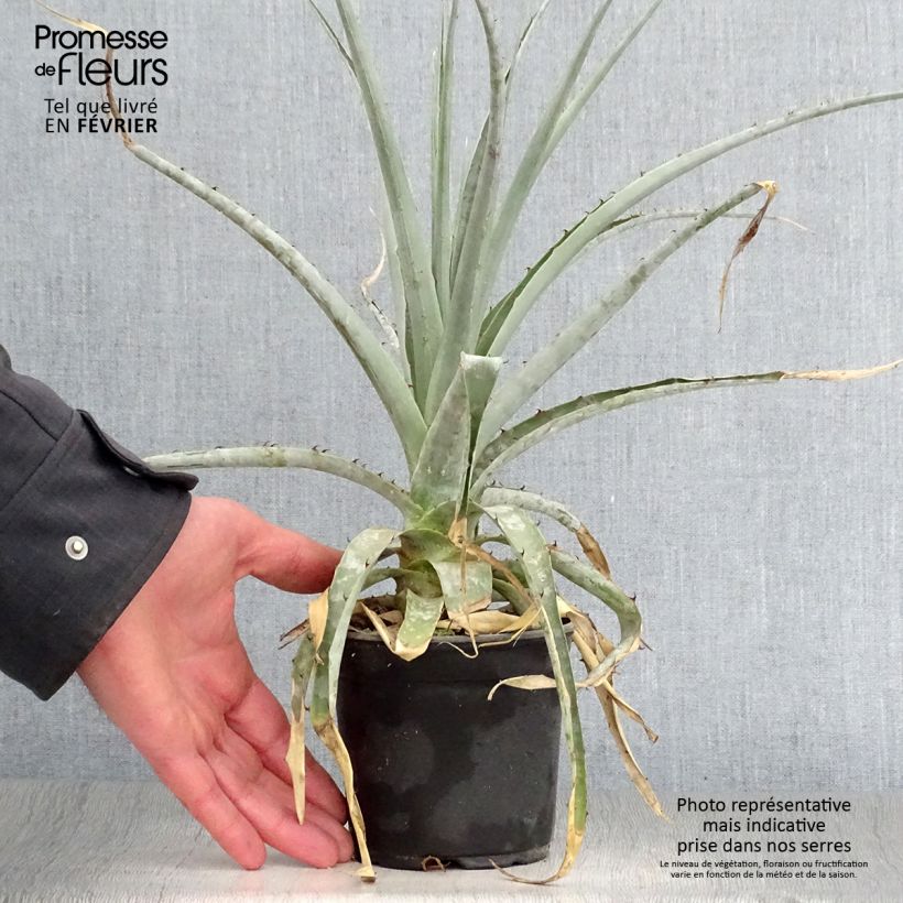 Puya castellanosii Maceta de 12 cm / 13 cm Ejemplar entregado en invierno