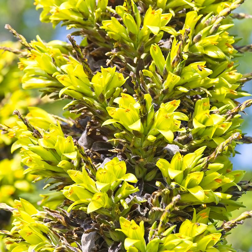 Puya chilensis - Chagual (Floración)
