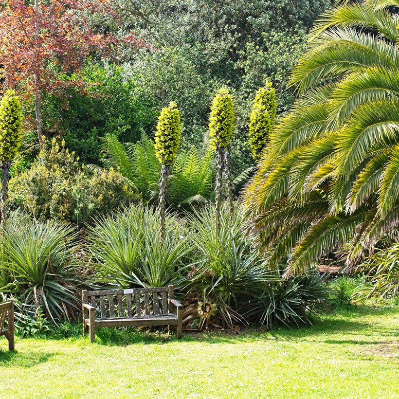 Puya chilensis - Chagual (Porte)