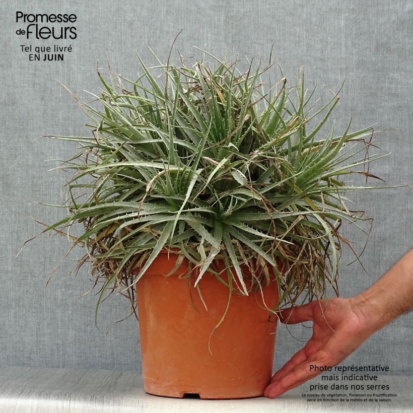 Ejemplar de Puya venusta - Chagualillos Maceta 7,5L/10L entregado en verano