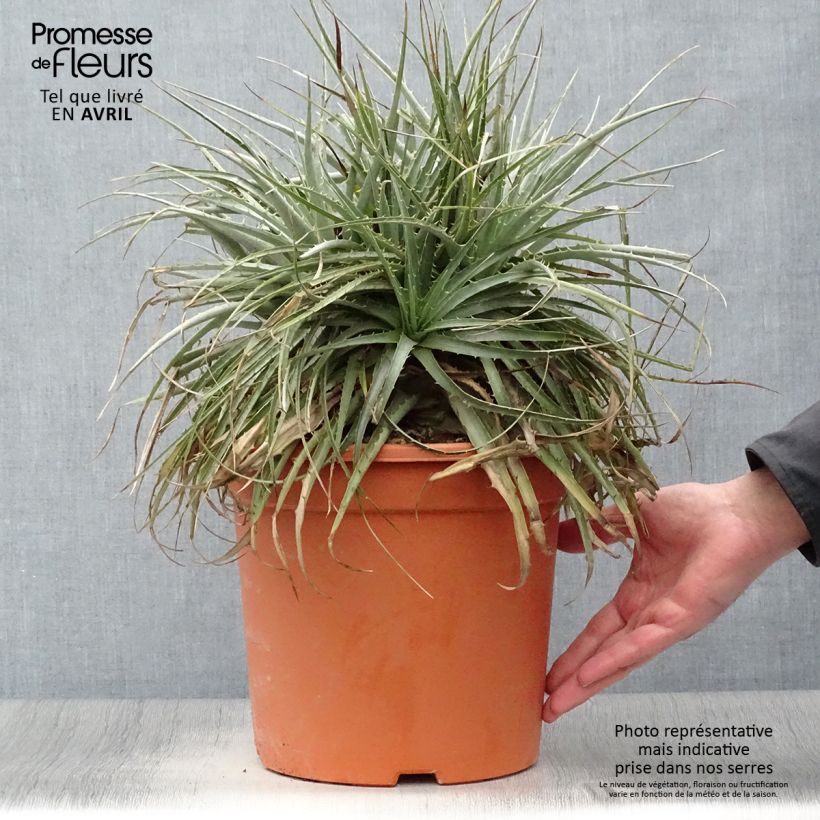 Puya venusta - Chagualillos Maceta 7,5L/10L Ejemplar entregado en la primavera
