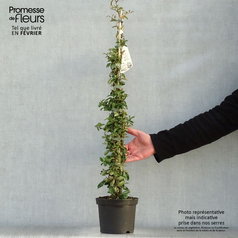 Piracanta Orange Glow Maceta 2L/3L Ejemplar entregado en invierno