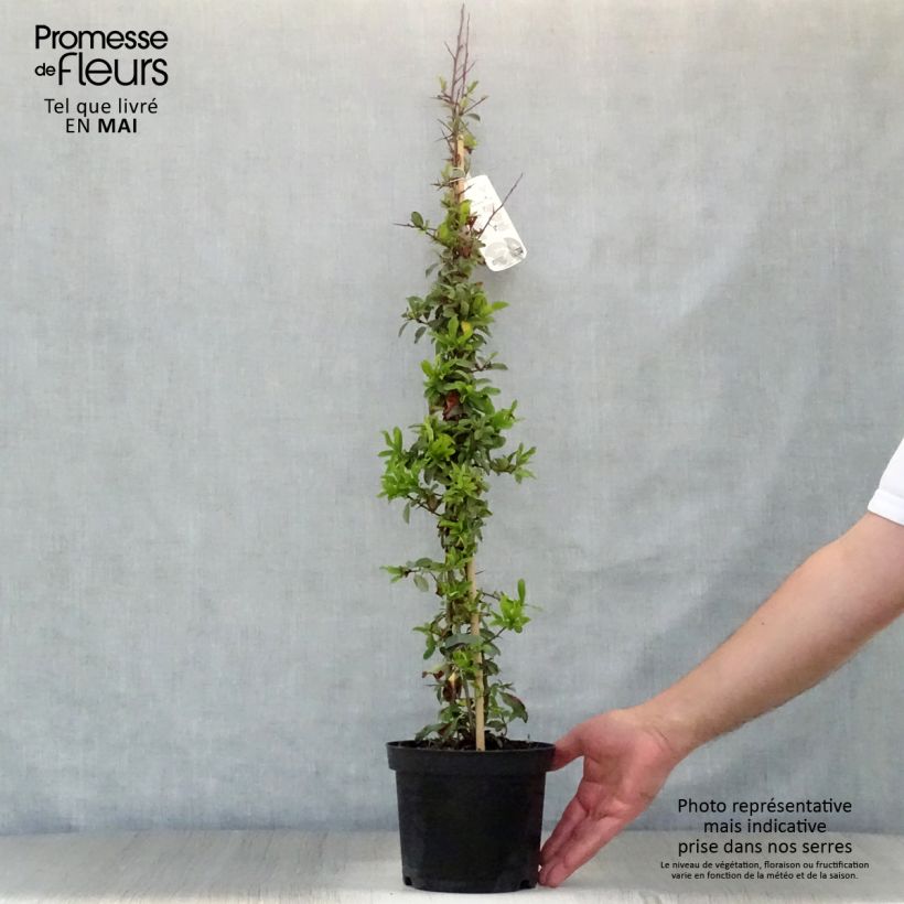 Piracanta Orange Glow Maceta 2L/3L Ejemplar entregado en la primavera