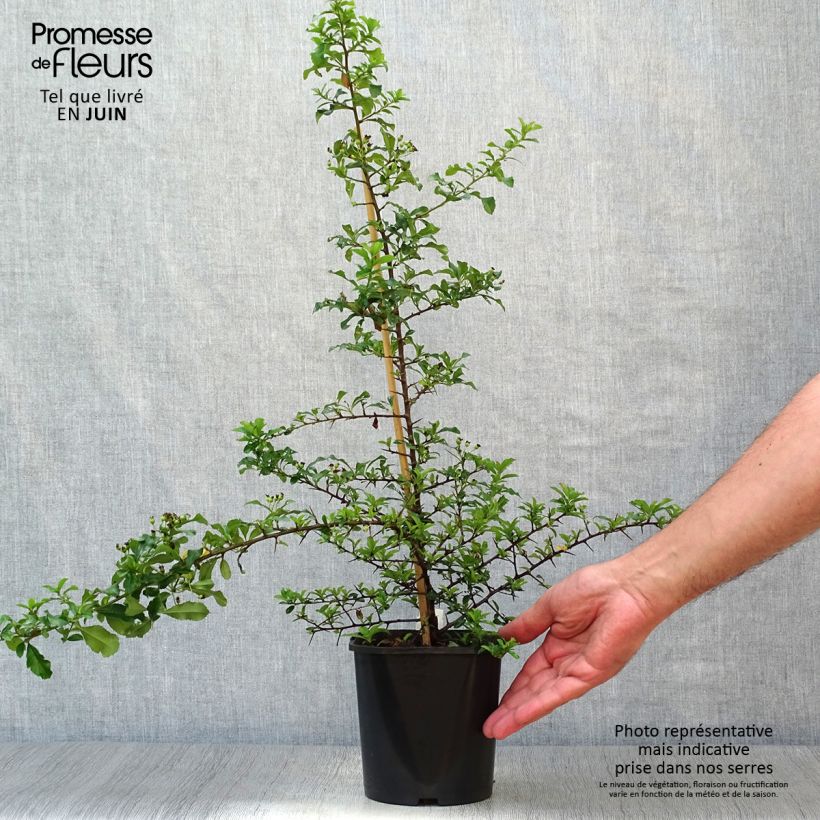 Ejemplar de Piracanta Teton Maceta 2L/3L entregado en verano