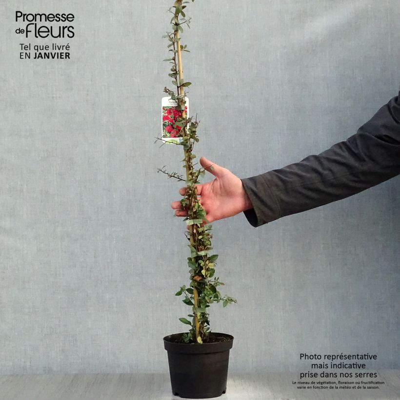 Piracanta coccinea Red Column Maceta 2L/3L Ejemplar entregado en invierno