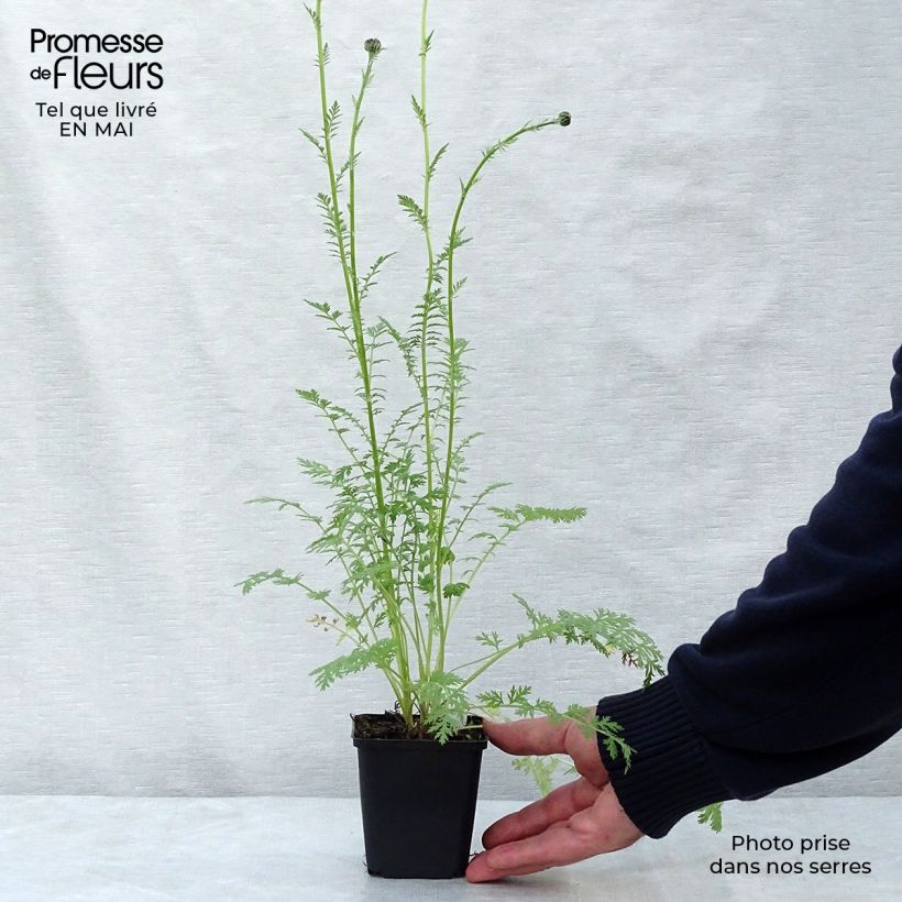 Tanacetum coccineum Robinson Rose Maceta de 8/9 cm Ejemplar entregado en la primavera