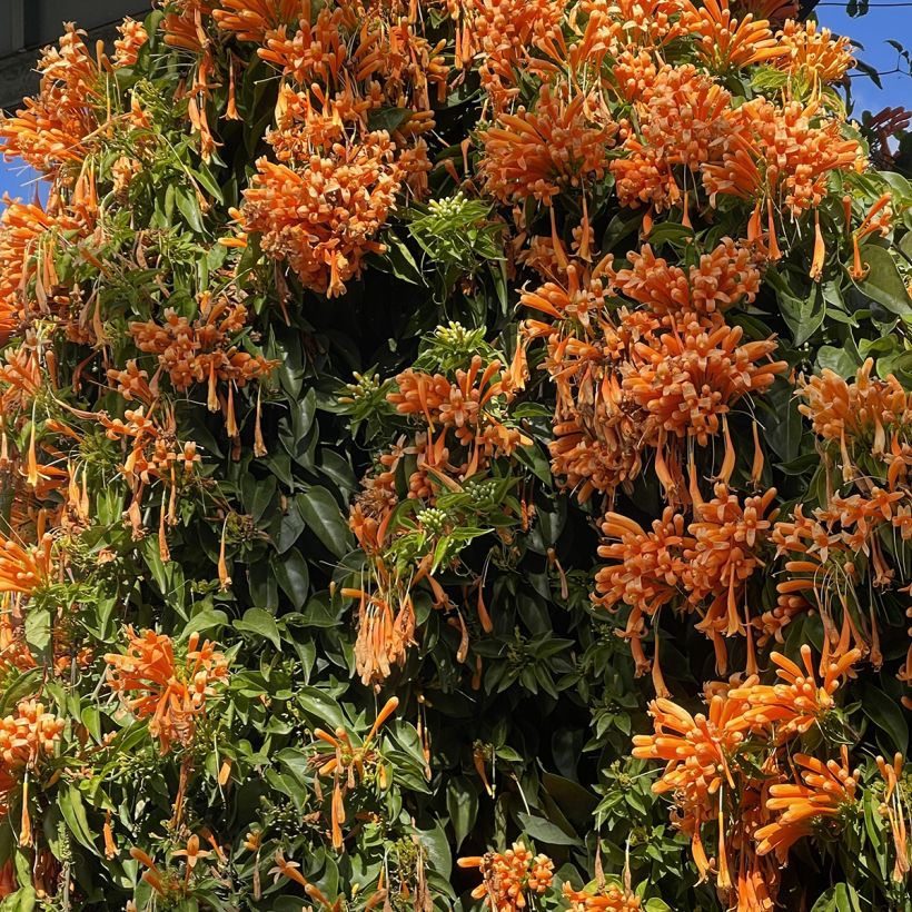 Pyrostegia venusta - Bignonia de invierno (Porte)