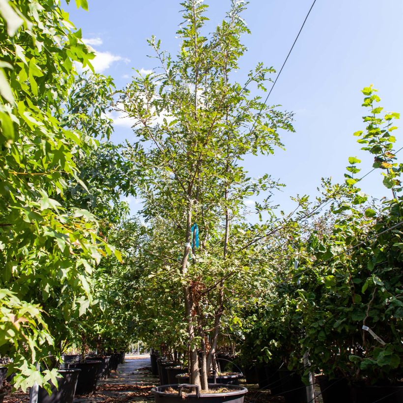 Roble de Turquía - Quercus cerris Contenedor 80L/90L Ejemplar entregado en la primavera