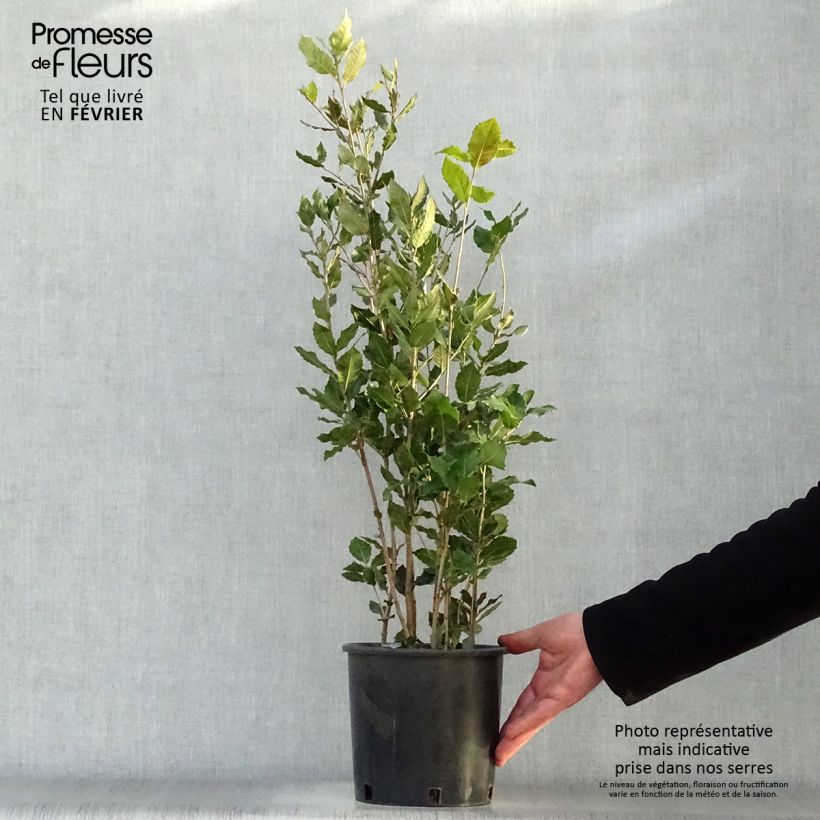 Encina - Quercus ilex Maceta 3L/4L Ejemplar entregado en invierno