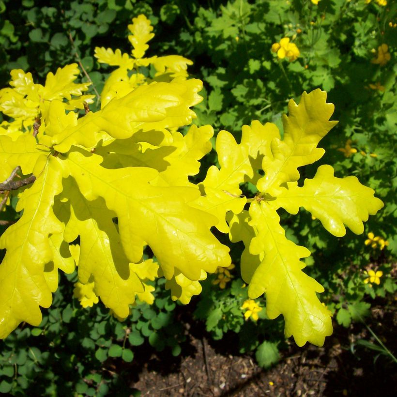 Quercus robur Concordia - Roble común (Follaje)