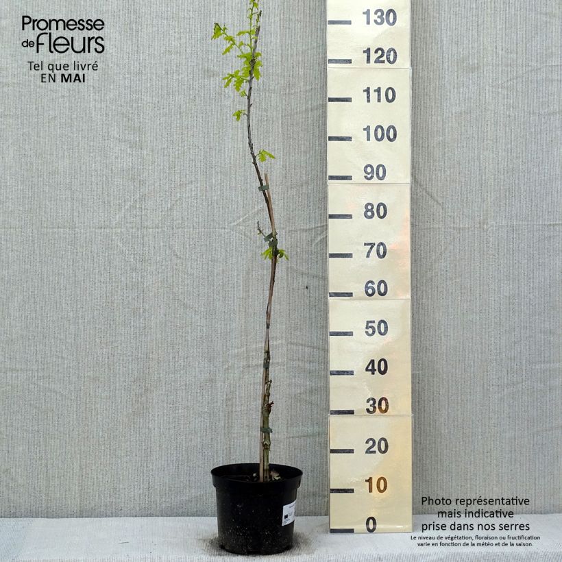 Quercus robur Concordia - Roble común Maceta 4L/5L Ejemplar entregado en la primavera