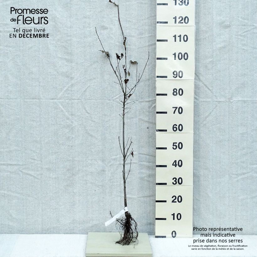 Roble común - Quercus robur Raíces desnudas Ejemplar entregado en invierno