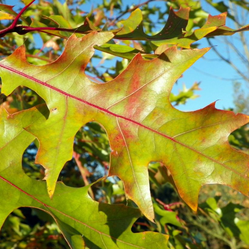 Quercus rubra - Roble americano (Follaje)