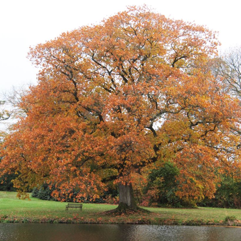 Quercus rubra - Roble americano (Porte)