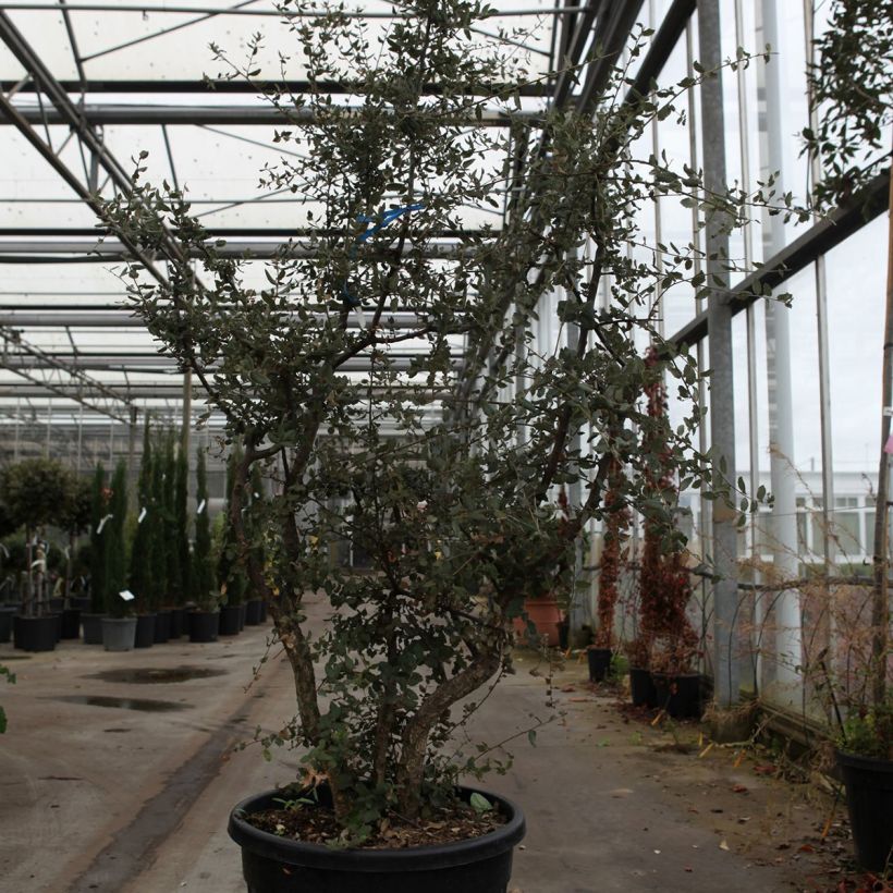 Quercus suber - Alcornoque Maceta 70L/75L Ejemplar entregado en la primavera