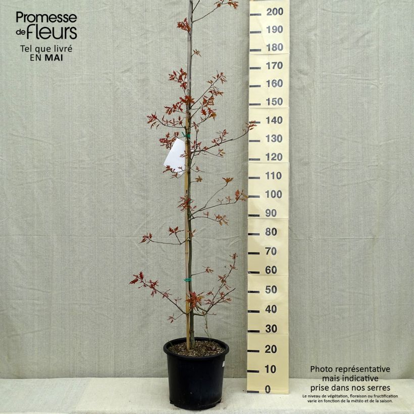 Quercus texana New Madrid Maceta 7,5L/10L Ejemplar entregado en la primavera