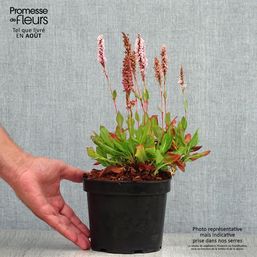 Ejemplar de Persicaria affinis Kabouter Maceta 2L/3L entregado en verano