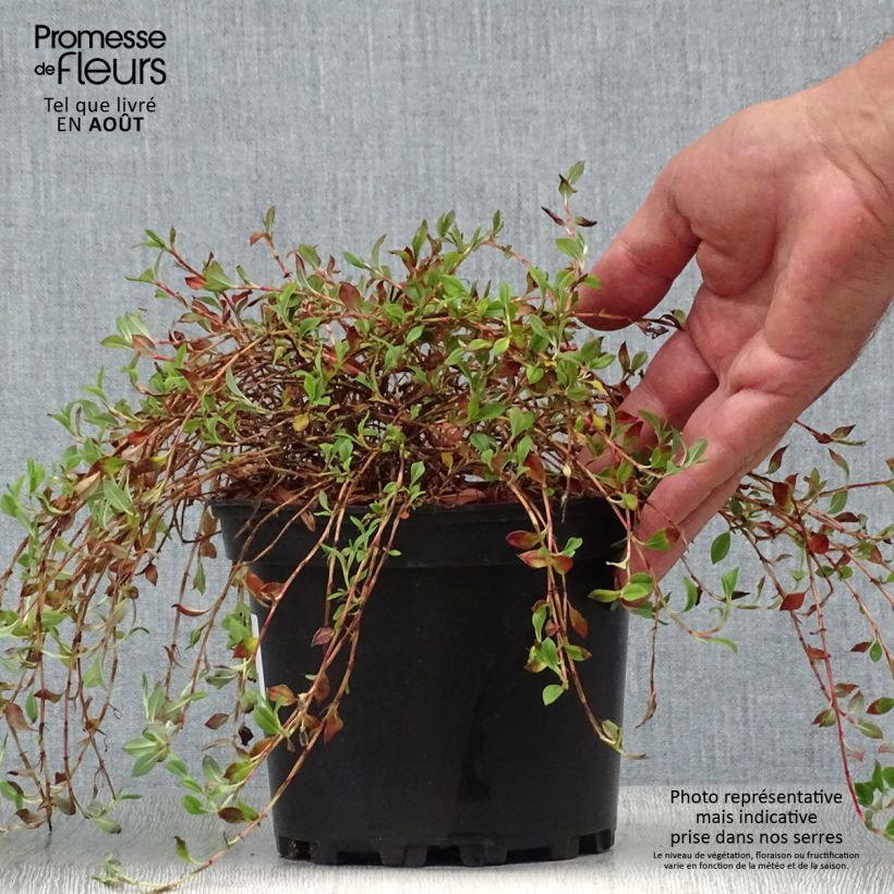 Ejemplar de Persicaria vacciniifolia Maceta 2L/3L entregado en verano