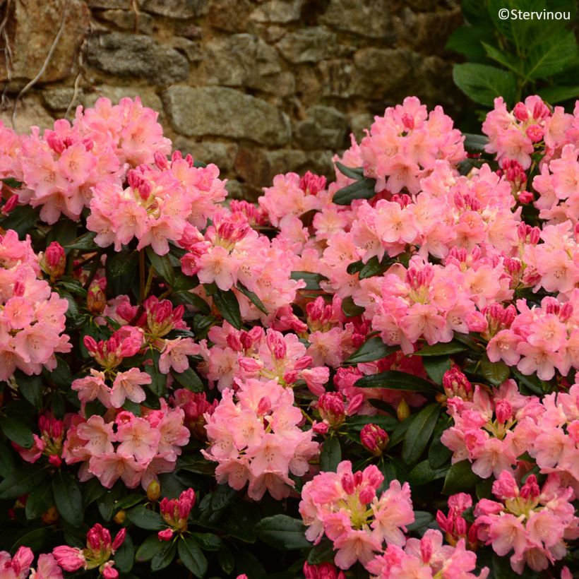 Rhododendron yakushimanum Percy Wiseman (Floración)