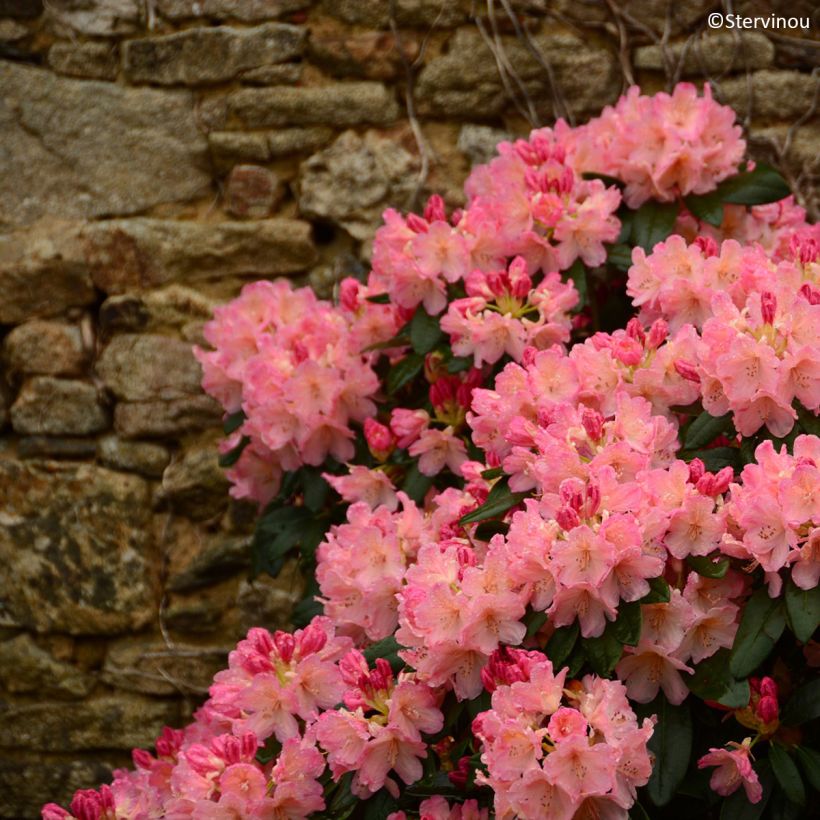 Rhododendron yakushimanum Percy Wiseman (Porte)