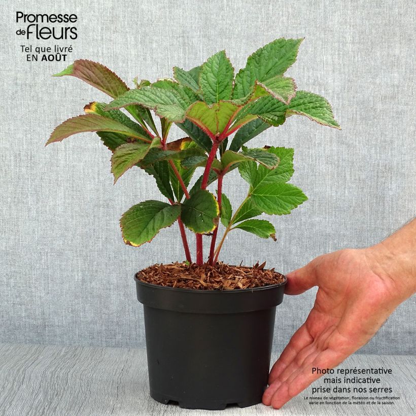 Ejemplar de Rodgersia pinnata Bronze Peacock Maceta 2L/3L entregado en verano