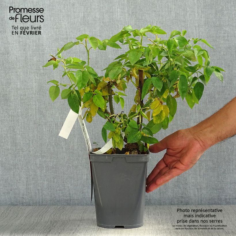 Ejemplar de Rosal Henri Delbard Maceta 3L/4L entregado en otoño