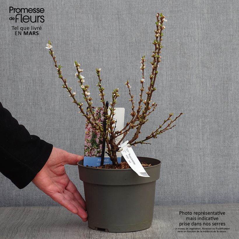 Prunus tomentosa - Cereza de Nanjín Maceta 2L/3L Ejemplar entregado en invierno