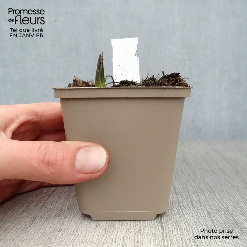 Rábano rusticano (plantas) Maceta de 7/8 cm Ejemplar entregado en invierno