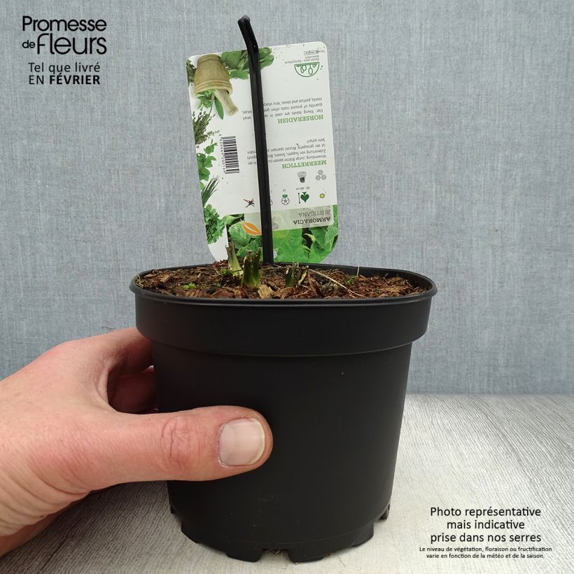 Rábano rusticano (plantas) Maceta 1,5L/2L Ejemplar entregado en invierno