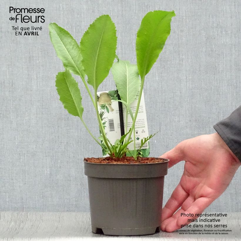 Rábano rusticano (plantas) Maceta 1,5L/2L Ejemplar entregado en la primavera