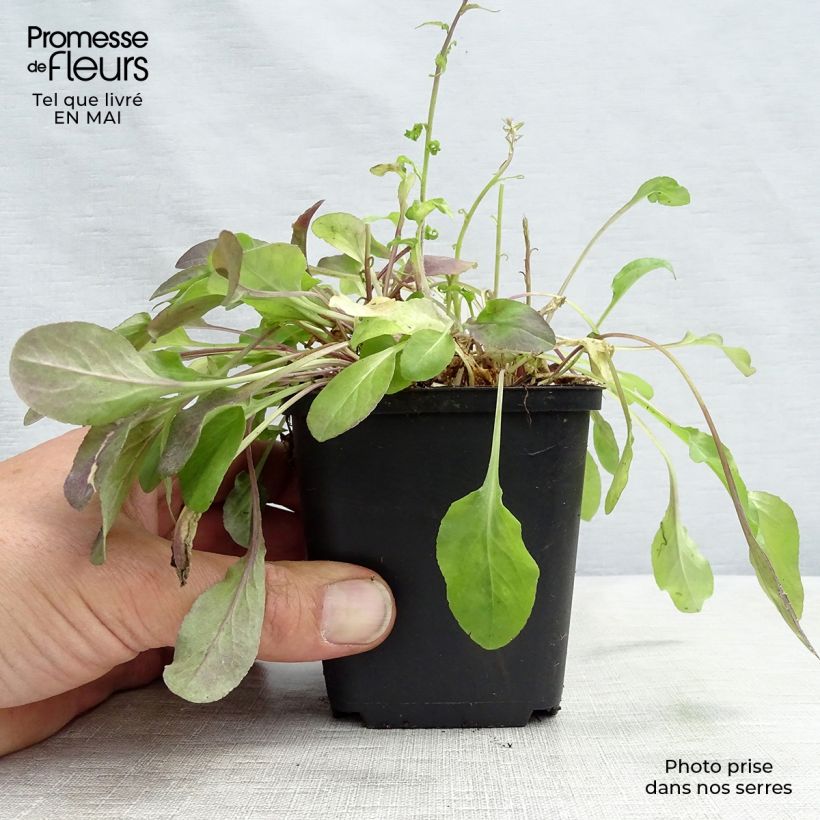 Campanula rapunculus Maceta de 7/8 cm Ejemplar entregado en la primavera