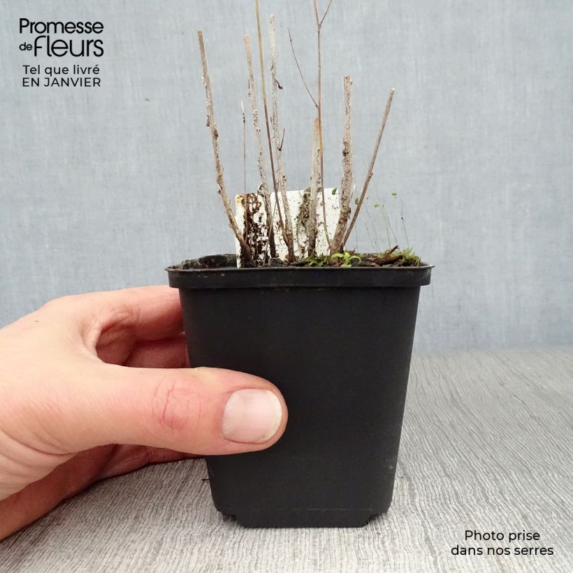 Campanula rapunculus Maceta de 7/8 cm Ejemplar entregado en invierno