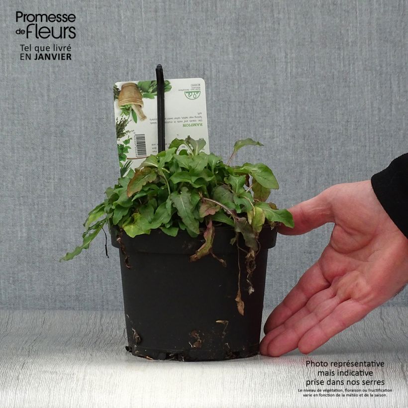 Campanula rapunculus Maceta 1,5L/2L Ejemplar entregado en invierno